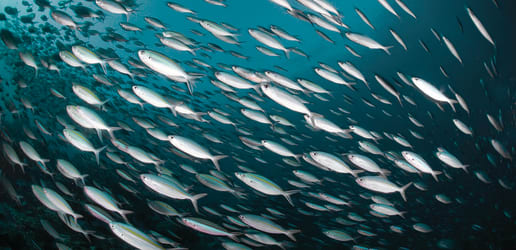 Want to feed the world? First you need to save the oceans