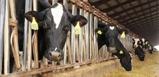 Opinion: Development finance institutions should divest from industrial livestock