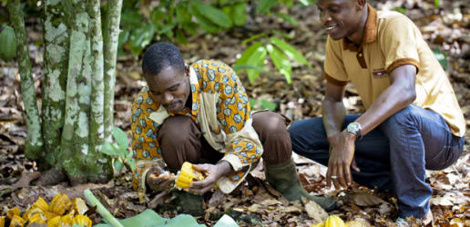 Securing the future of cocoa