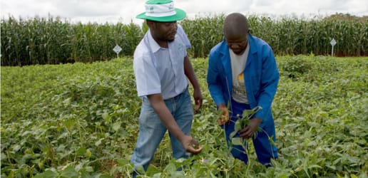 How Africa can help feed the world’s 9 billion people in 2050