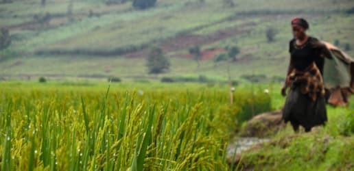 The coming African miracle