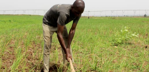 Agritech startups aim to lift Nigerian smallholder farmers out of poverty