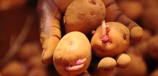 Cultivating a healthy food system 