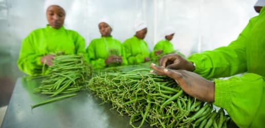 How the private sector can catalyze innovations for feeding Africa