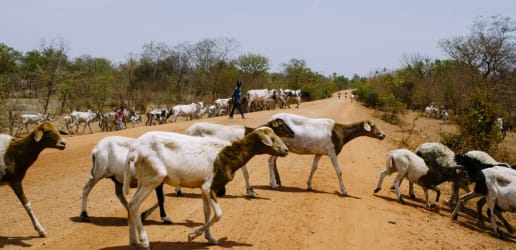 Why farms of the future need to mix livestock and crops