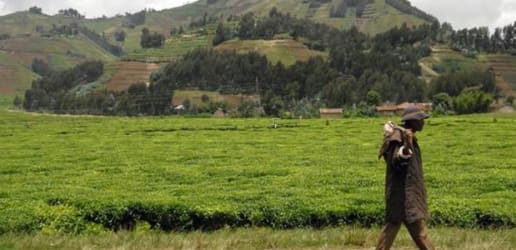 Where should #globaldev community focus aid to end hunger?