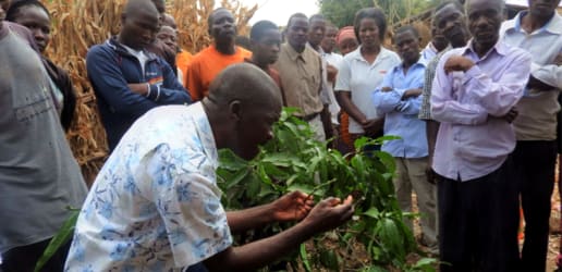 Opinion: PPPs in agriculture — an opportunity for improved extension and advisory services