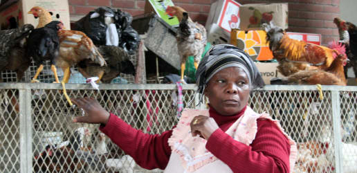 Opinion: South Africa's chicken industry may not survive beyond 2018