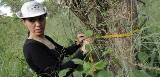 Opinion: How climate finance links forest conservation, peacebuilding, and sustainable food