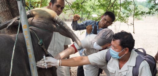 New zoonotic TB road map sets intentionally ambitious targets