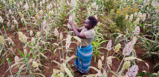 Opinion: After COP 26, Africa needs climate financing and leadership