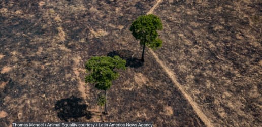 Down to a tree: Amazon forest tracking moves to the next level