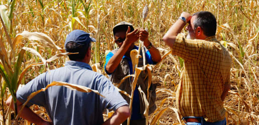 Building peace: A path to resilience in the face of food insecurity