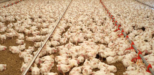 Opinion: Factory farming is a global crisis. The next WHO director-general must address it. 