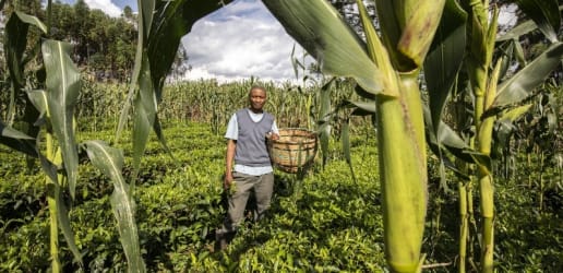 Opinion: Governments must lead the charge in agroecology