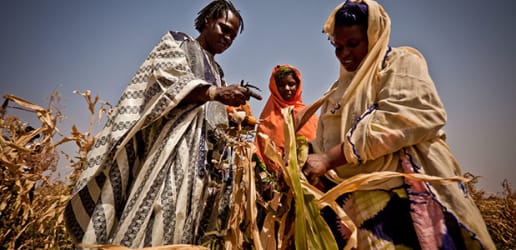 Changing business as usual: Harnessing agriculture for resilience in the Sahel 