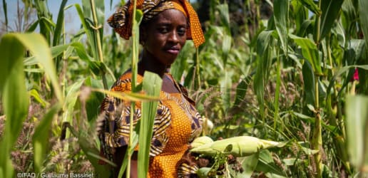 Opinion: Public development banks — a bridge to better food systems?