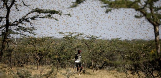 Opinion: Protecting East Africa’s food supply during COVID-19