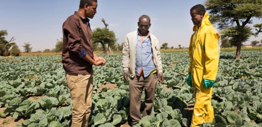 Opinion: Smallholder farmers feeding Ethiopia's cities