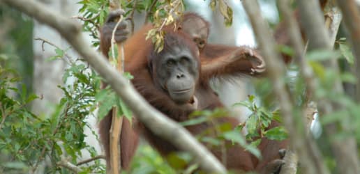 Opinion: Mobilizing domestic funds is crucial for sustainable forest management in Indonesia