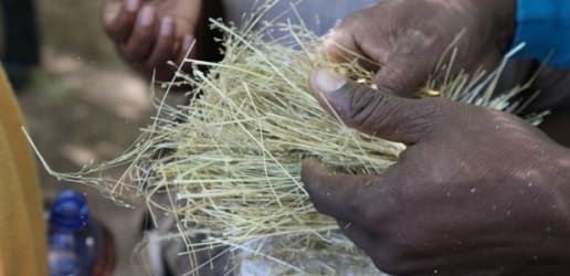 How agricultural research is creating a different future