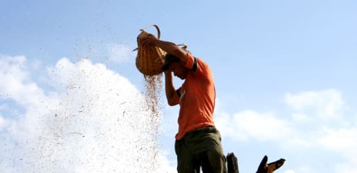 How the EU can pave the way for sustainable food systems