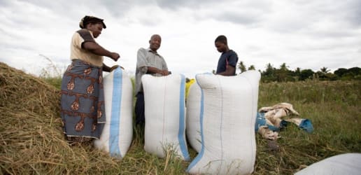 Opinion: Building on past success to prevent a COVID-19-related food crisis