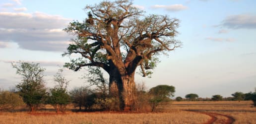 The difference one tree can make