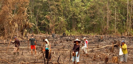 'Slash and burn' in Indonesia: Getting to the root of the problem