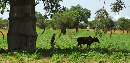 Innovative PPPs build farmers' resilience to climate change