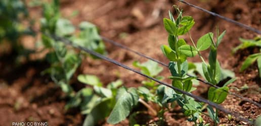 Opinion: How agriculture projects will help the Northern Triangle