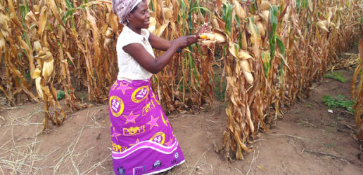 4 ways agricultural development groups can invest in land rights 