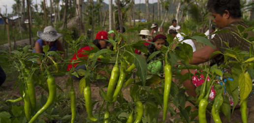 Restoring long-term livelihoods — a major post-Haiyan challenge