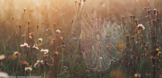 Opinion: How agroecology can help food systems be more climate-resilient