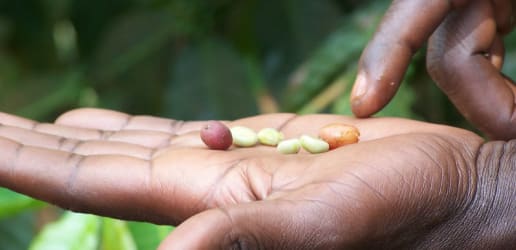 Opinion: How to build successful B2B linkages in the agriculture sector