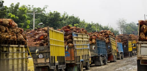 Opinion: A make or break moment for the Roundtable on Sustainable Palm Oil 