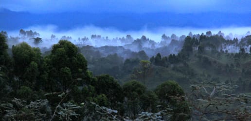 Peace paves the way for environmental gains in Colombia 