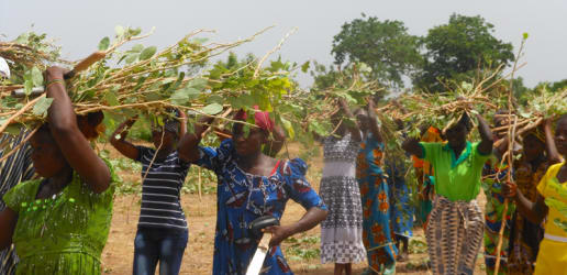 Opinion: The case for agroforestry