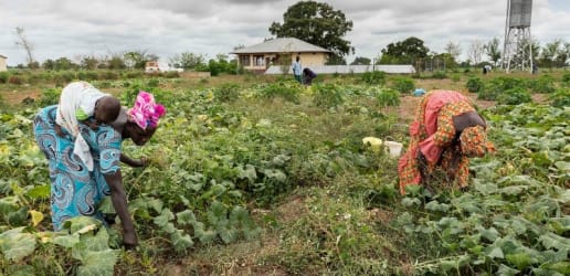 Opinion: COVID-19 is a nutrition crisis too — we need a multisystems response