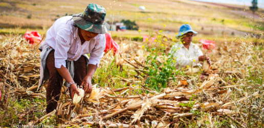Opinion: We must build food system resilience before the next crisis