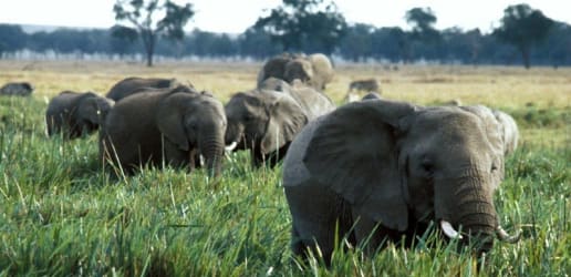 Opinion: Collapse of Africa’s tourism industry hits rural communities and wildlife hard