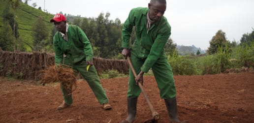Opinion: Unleashing Africa’s youth farmpreneurs