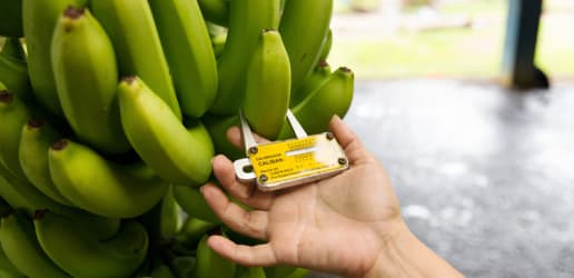 Go bananas: Tech and the future of the world's favorite fruit