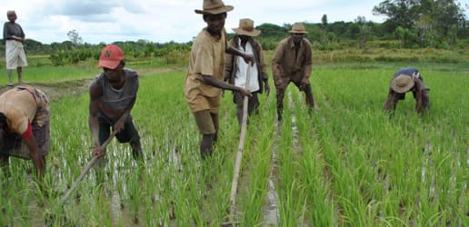 Investing in smallholder farmers to feed the future