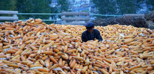 In North Korea, people are 'still malnourished, but better fed'