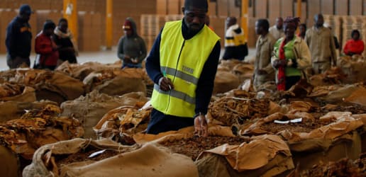 Opinion: Tobacco companies will not bring about sustainable development