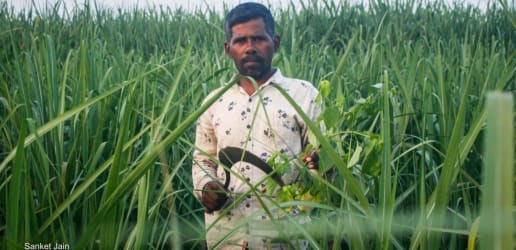 Climate change-driven pests silently devastate Indian farms