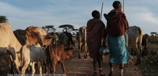 Opinion: Tailor climate-smart livestock solutions to African context