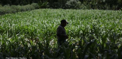 'In for surprises': Aid orgs brace for El Niño's food security impact