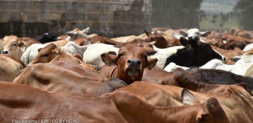 Opinion: Embrace disruptive solutions for a sustainable food system